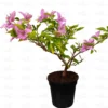 Buy Bougainvillea "Lavender" Plant Online at Nursery Nisarga