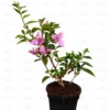 Buy Bougainvillea "Lavender" Plant Online at Nursery Nisarga