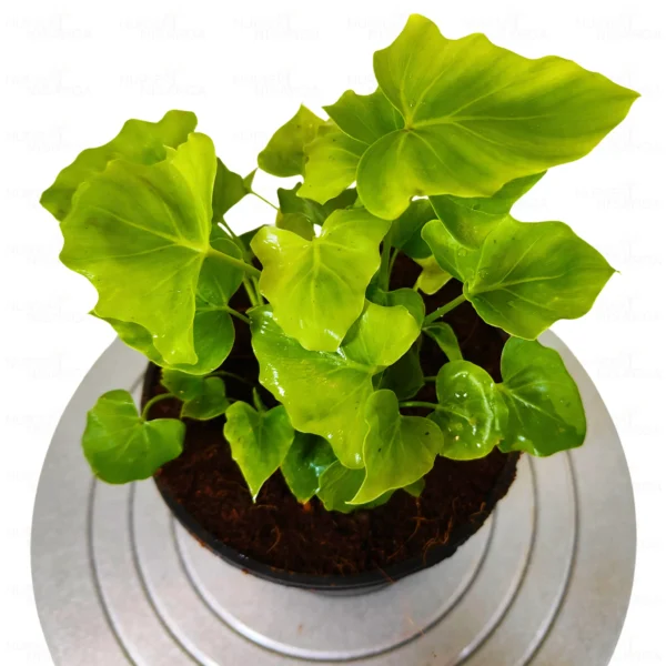 Buy Miniature Philodendron Selloum-Plant Online-Nursery Nisarga