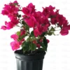 Buy Bougainvillea Glabra Plant Online-Nursery Nisarga