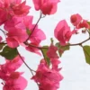 Buy Bougainvillea Glabra Plant Online-Nursery Nisarga