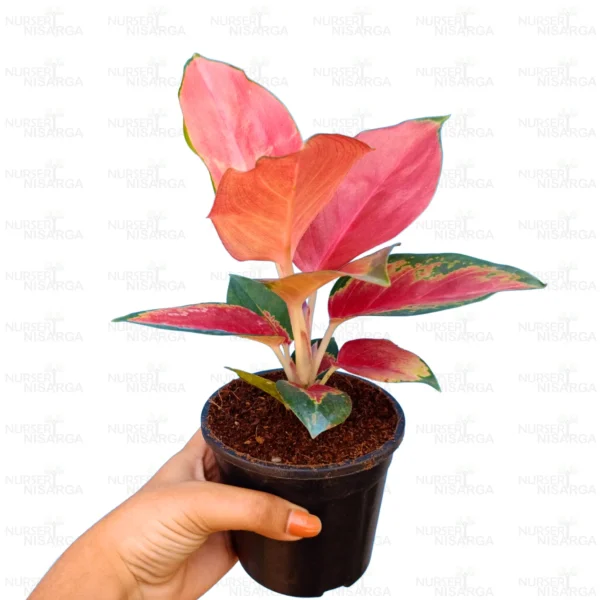 Buy Aglaonema Thailand Red Plant Online at Nursery Nisarga