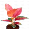 Buy Aglaonema Thailand Red Plant Online at Nursery Nisarga