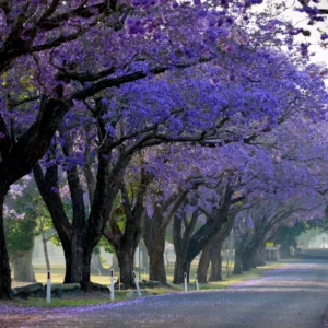 Buy Jacaranda Neel Mohar Plant Online At Nursery Nisarga