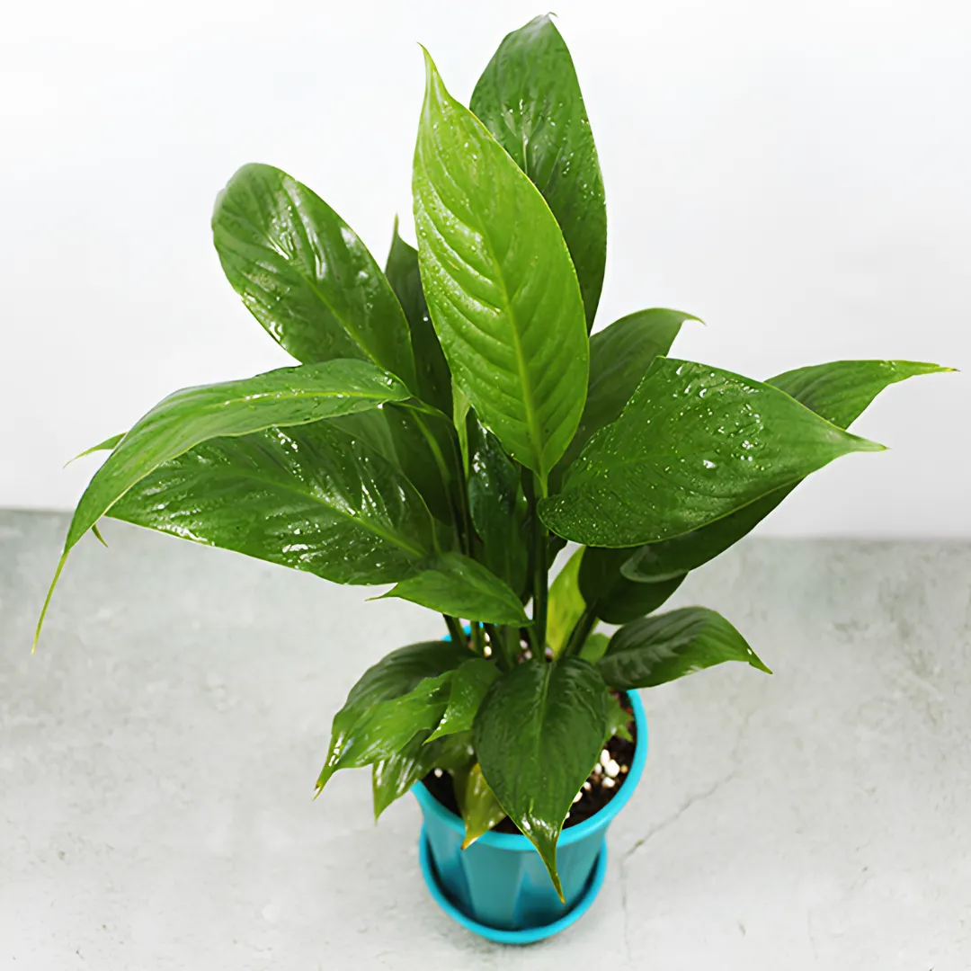Buy Peacelily Plant Online At Nursery Nisarga