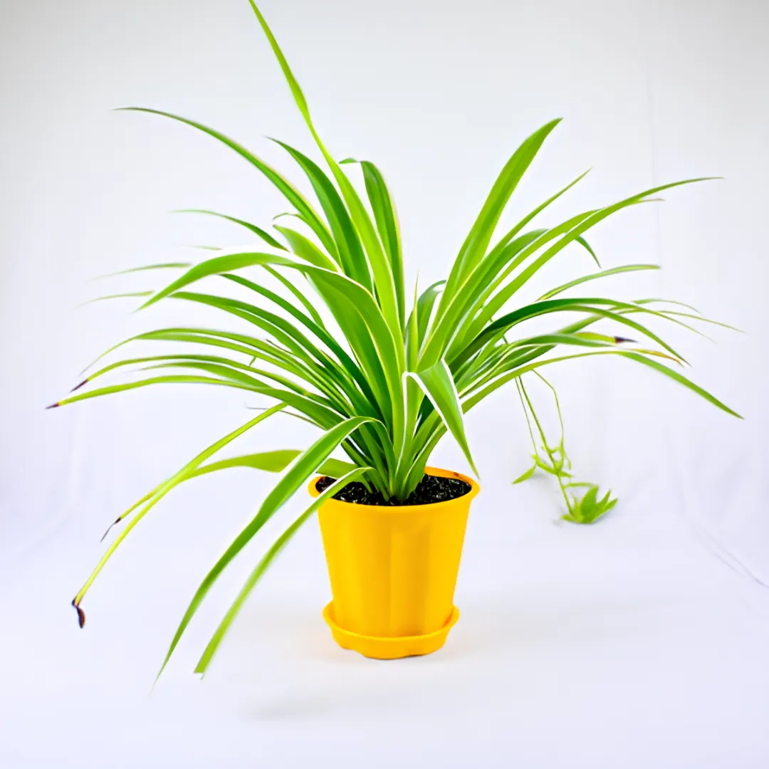 Buy Air Purifying Spider Plant Online At Nursery Nisarga