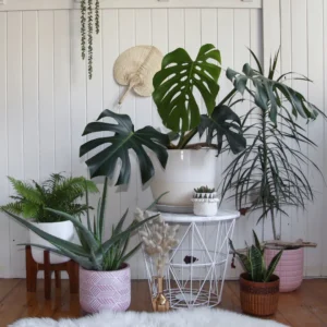 Air Purifying Indoor Plants