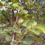 Buy Dahiman Dahi-Palash Plant Online At Nursery Nisarga