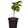 Buy Dahiman, Dahi-Palash Plant "Cordia macleodii" - (Pre Booking) from Nursery Nisarga