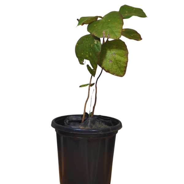 Buy Dahiman, Dahi-Palash Plant "Cordia macleodii" - (Pre Booking) from Nursery Nisarga