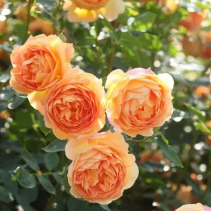 Buy Creeping, Climbing Rose Plant (Orange) - Nursery Nisarga