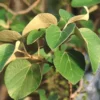 Buy Dahiman, Dahi-Palash Plant "Cordia macleodii" - (Pre Booking) from Nursery Nisarga