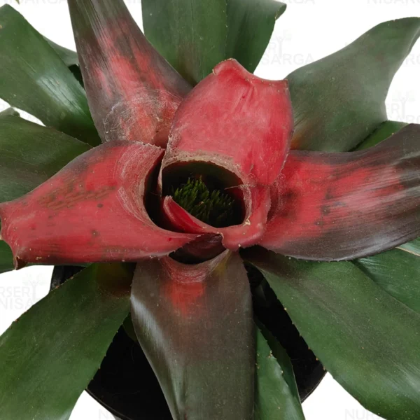 Buy Guzmania Bromeliad Plant Online-Nursery Nisarga