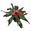 Buy Guzmania Bromeliad Plant Online-Nursery Nisarga