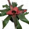 Buy Guzmania Bromeliad Plant Online-Nursery Nisarga