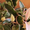 Buy hoya krimson plant, excellent houseplant from nursery nisarga