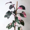 Buy Philodendron "Pink Princess" From Nursery Nisarga