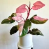 Buy Philodendron "Pink Princess" From Nursery Nisarga