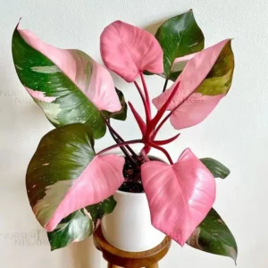 Buy Philodendron "Pink Princess" From Nursery Nisarga