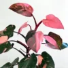 Buy Philodendron "Pink Princess" From Nursery Nisarga