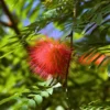 online at Powderpuff Plant (Dwarf Calliandra Haematocephalam) from Nursery Nisarga