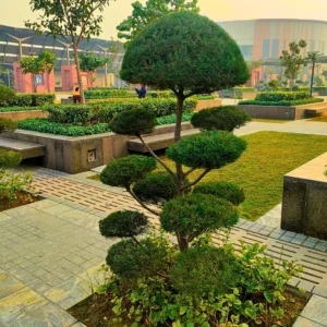 Buy Casuarina Topiary Plant Online At Nursery Nisarga