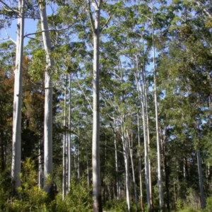 Buy Eucalyptus grandis Plant Online - Nursery Nisarga