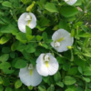Buy White Aparajita Plant Online At Nursery Nisarga