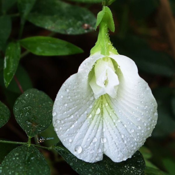 Buy White Aparajita Plant Online At Nursery Nisarga