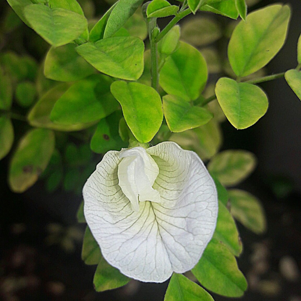 Buy White Aparajita Plant Online At Nursery Nisarga