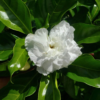 Buy Double Petal Chandni, Crape jasmine from Nursery Nisarga