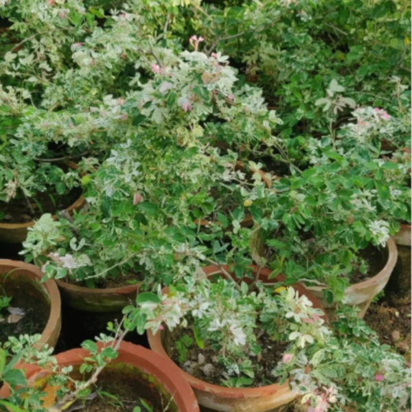 Buy Jungle Jalebi (Madras Thorn), "Pithecellobium dulce" - Plant from Nursery Nisarga