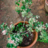 Buy Jungle Jalebi (Madras Thorn), "Pithecellobium dulce" - Plant from Nursery Nisarga Buy Jungle Jalebi (Madras Thorn), "Pithecellobium dulce" - Plant from Nursery Nisarga