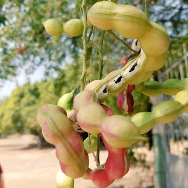 Buy Jungle Jalebi (Madras Thorn), "Pithecellobium dulce" - Plant from Nursery Nisarga