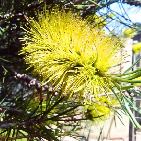 Buy Golden Bottle Brush ,Melaleuca Bracteata - Plant (Avenue Tree) from nursery nisarga