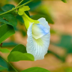 Buy White Aparajita Plant Online At Nursery Nisarga