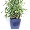 Buy Rhapis Excelsa - Lady Finger Palm - Bamboo Palm From Nursery Nisarga