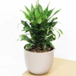 Buy Dracaena Compacta | Dracaena deremensis - Plants From Nursery Nisarga