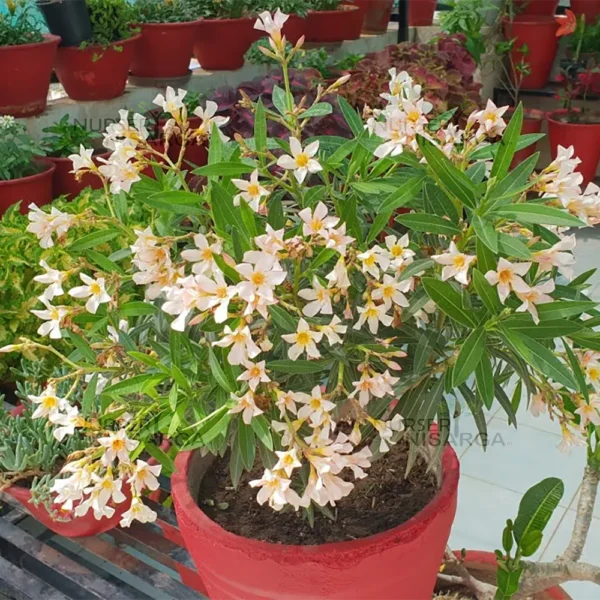 Buy Dwarf Kaner, Nerium Oleander Nursery Nisarga
