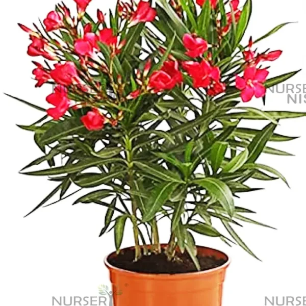 Buy Dwarf Kaner, Nerium Oleander Nursery Nisarga