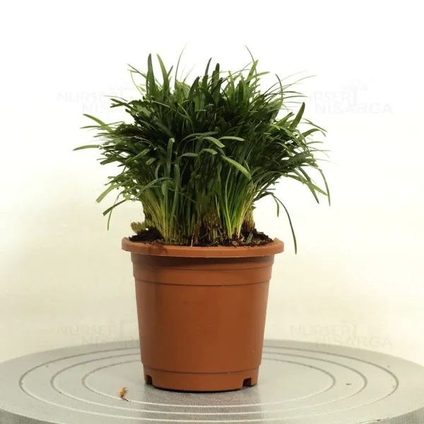 Buy Dwarf Mondo grass, Ophiopogon Japonicus plant from Nursery Nisarga