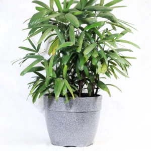 Buy Rhapis Excelsa - Lady Finger Palm - Bamboo Palm From Nursery Nisarga