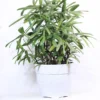 Buy Rhapis Excelsa - Lady Finger Palm - Bamboo Palm From Nursery Nisarga