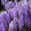 Buy Wisteria Vines "Wisteria sinensis" - plant from Nursery Nisarga