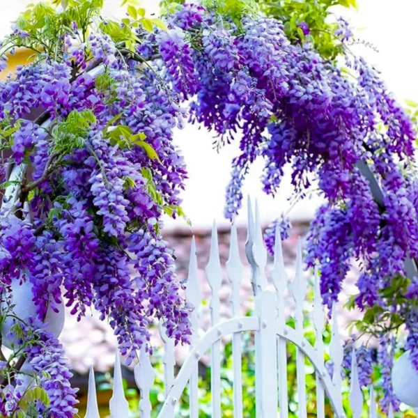 Buy Wisteria Vines "Wisteria sinensis" - plant from Nursery Nisarga