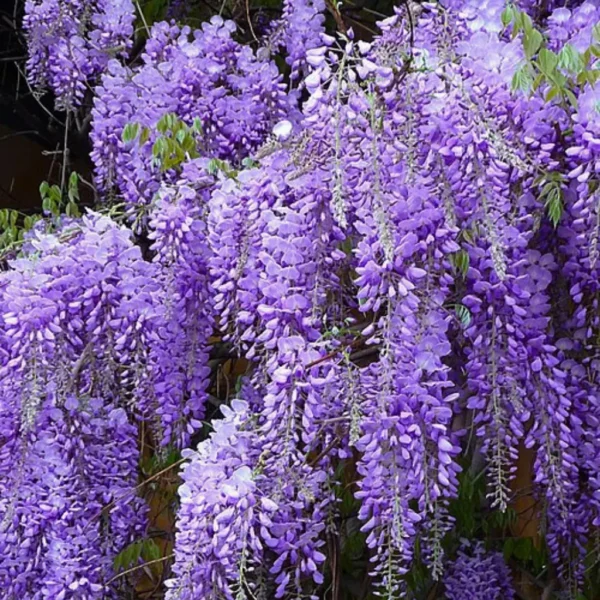 Buy Wisteria Vines "Wisteria sinensis" - plant from Nursery Nisarga