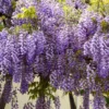 Buy Wisteria Vines available online at nursery nisarga