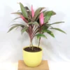 Buy Dracaena Mahatma | Cordyline Terminalis – Plant from nursery nisarga