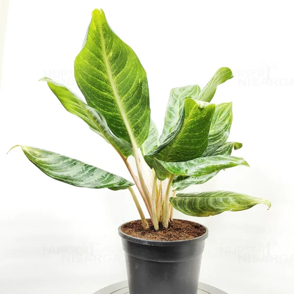 Buy online Aglaonema Moonlight Bay (Pink Stem) - Plant from Nursery Nisarga