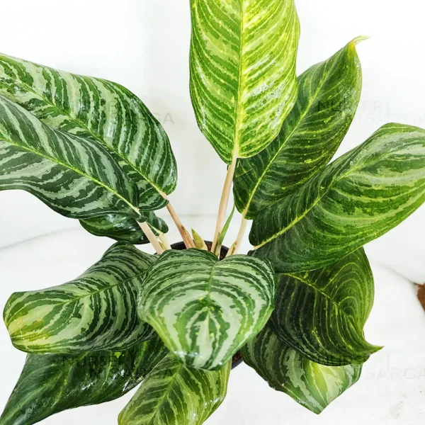 Buy online Aglaonema Moonlight Bay (Pink Stem) - Plant from Nursery Nisarga